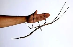 حشراتی که از کابوس‌ها بیرون آمده‌اند! + تصاویر