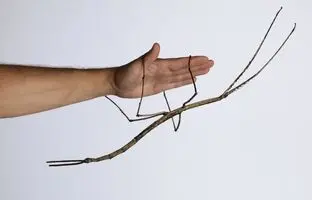 حشراتی که از کابوس‌ها بیرون آمده‌اند! + تصاویر