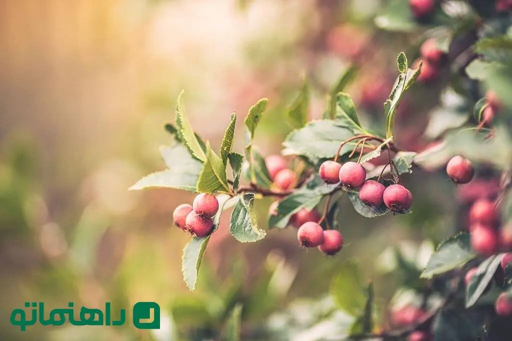خواص و مضرات زالزالک