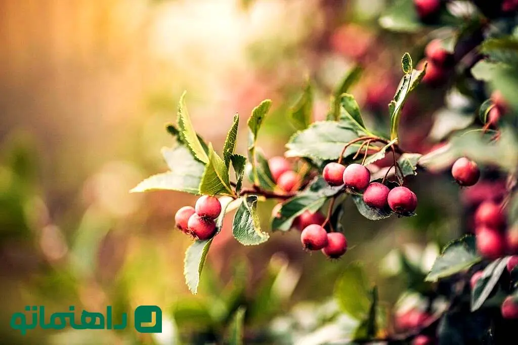 خواص و مضرات زالزالک