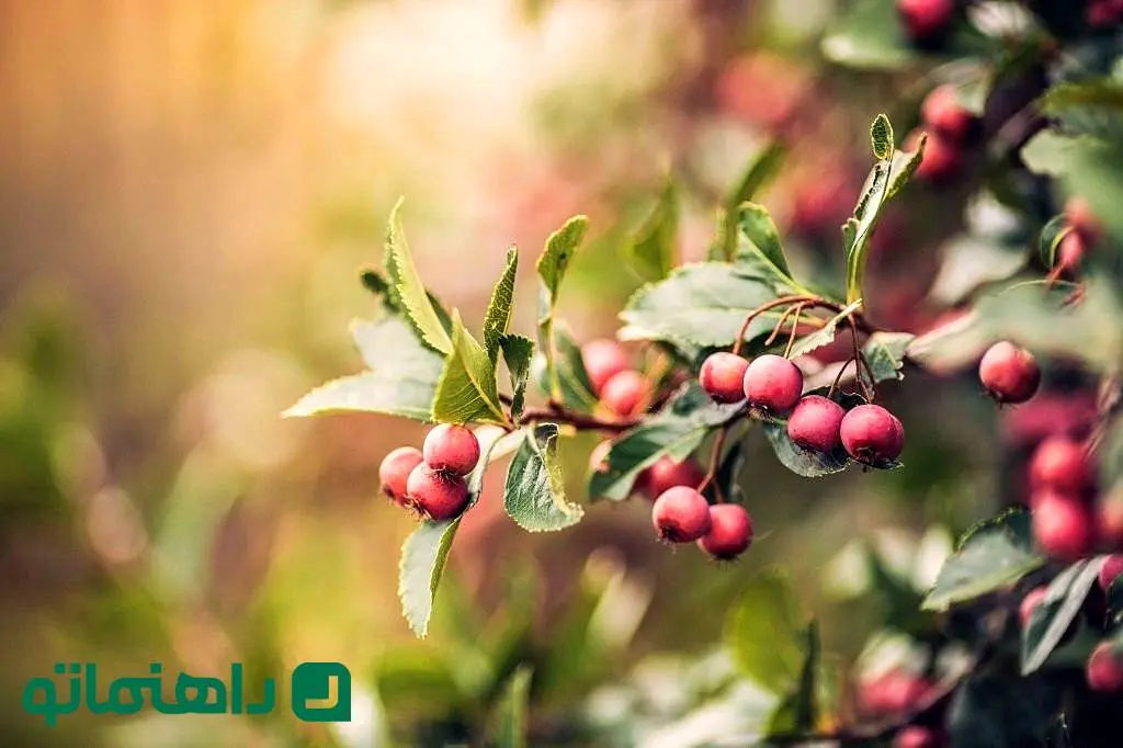 خواص و مضرات زالزالک