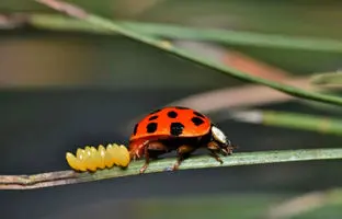 هجوم میلیون‌ها کفشدوزک به جنوب استرالیا + ویدئو