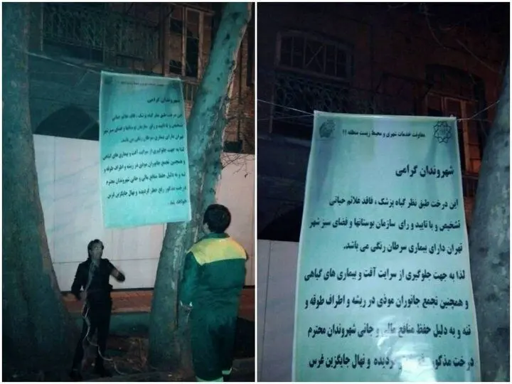 چرا درختان خیابان فلسطین قطع شد+ جزییات