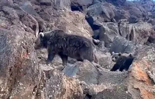 (ویدئو) عبور خانوادگی خرس های سبلان از کنار چادر کوهنوردان 