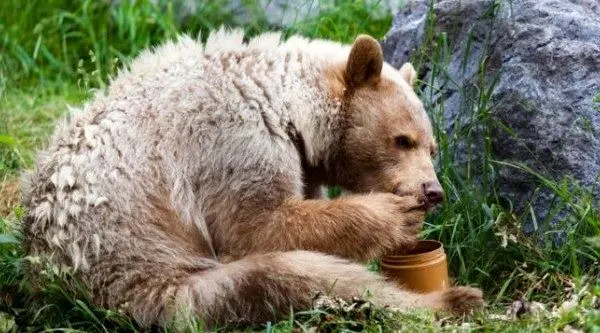 مودب‌ترین خرس‌های دنیا در آمریکا؛ زنگ در را می‌زنند و غذا می‌خواهند! + ویدئو