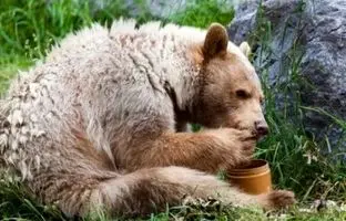 مودب‌ترین خرس‌های دنیا در آمریکا؛ زنگ در را می‌زنند و غذا می‌خواهند! + ویدئو