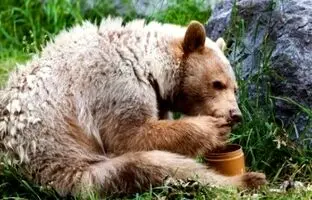 مودب‌ترین خرس‌های دنیا در آمریکا؛ زنگ در را می‌زنند و غذا می‌خواهند! + ویدئو
