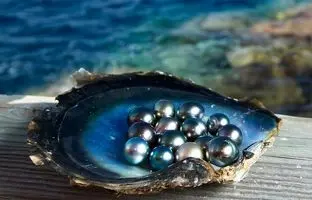 طریقه جالب کشت مروارید/ همه مروارید‌هایی که دارید طبیعی نیستند! + ویدئو