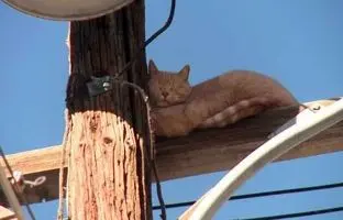 وقتی گربه، تهران را بی‌برق کرد! + نگاهی به قبض برق نوستالژیک سال 43