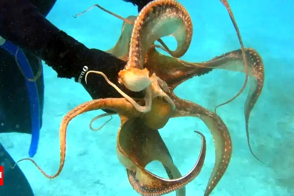 کارمای آبی؛ هشت‌پا یک غواص را خفه کرد + ویدئو