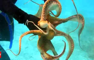 کارمای آبی؛ هشت‌پا یک غواص را خفه کرد + ویدئو