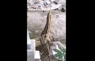 مشاهده یک پرنده ناشناخته در بندر کنگان + ویدئو