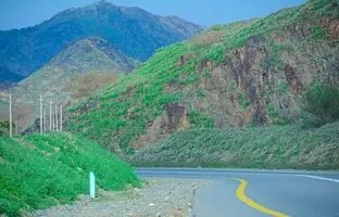 (ویدئو) کوه‌های مکه پس از بارندگی شدید سبز شده است