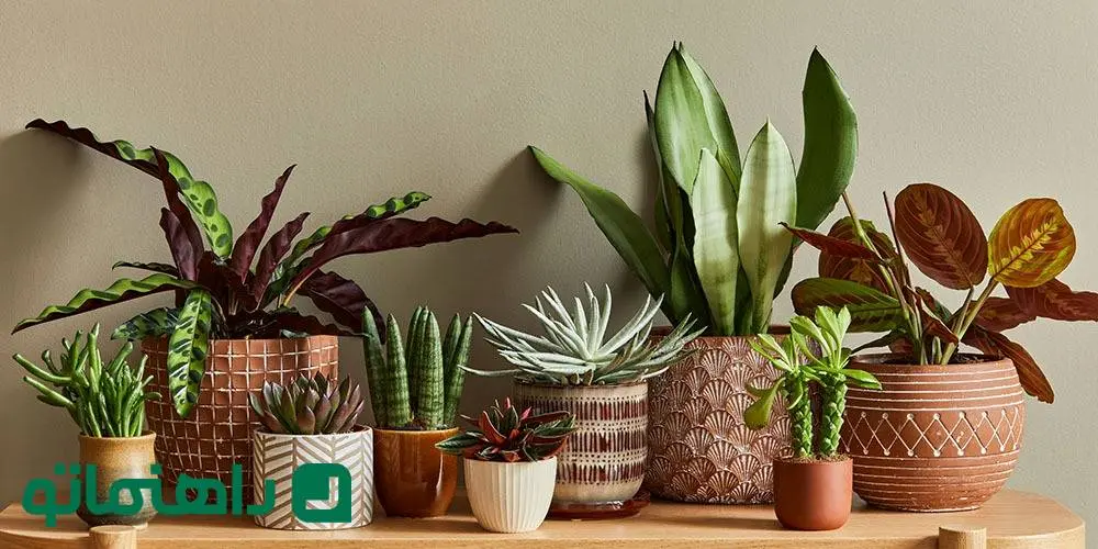 دکوراسیون سبز؛ بهترین رنگ گلدان برای لوکس به نظر رسیدن گیاهان آپارتمانی