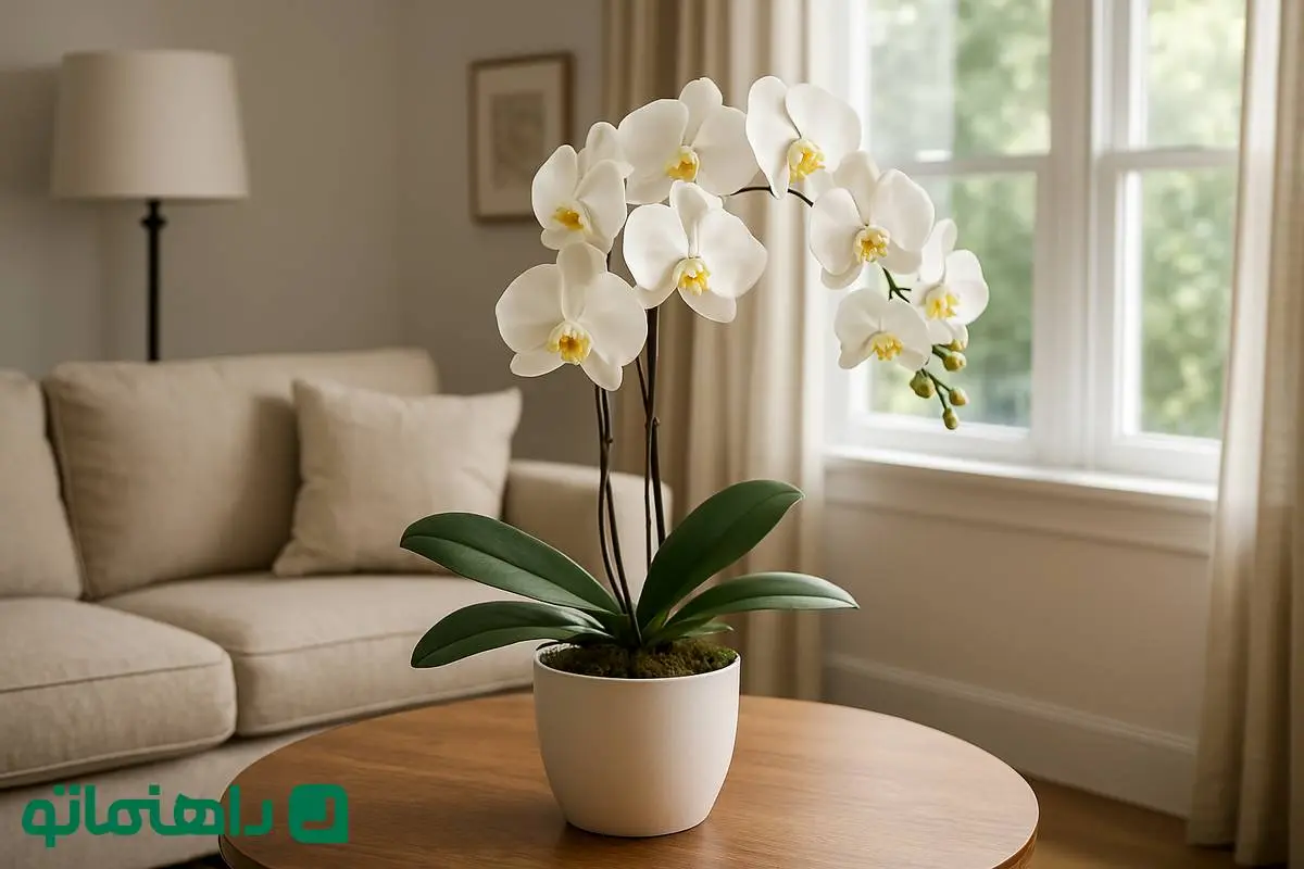 گل‌های بهاری ۱۴۰۴: ارکیده، جلوه‌ای باشکوه از بهار در پذیرایی‌ات