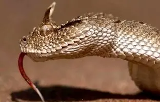 (ویدئو) نبرد جذاب افعی دم عنکبوتی با یک گربه