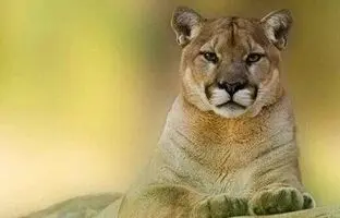 لحظه ترسناک حمله شیر نر به مربی؛ وساطت شیر ماده برای اتمام حمله! + ویدئو