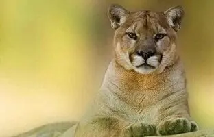 لحظه ترسناک حمله شیر نر به مربی؛ وساطت شیر ماده برای اتمام حمله! + ویدئو