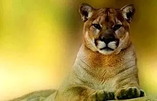 لحظه ترسناک حمله شیر نر به مربی؛ وساطت شیر ماده برای اتمام حمله! + ویدئو