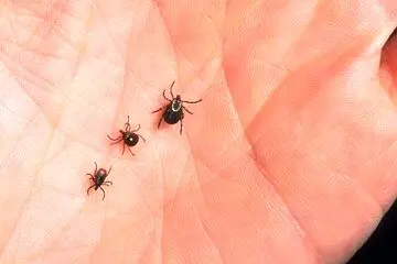 راه حل خلاص شدن از شر انگل‌های خون‌خوار