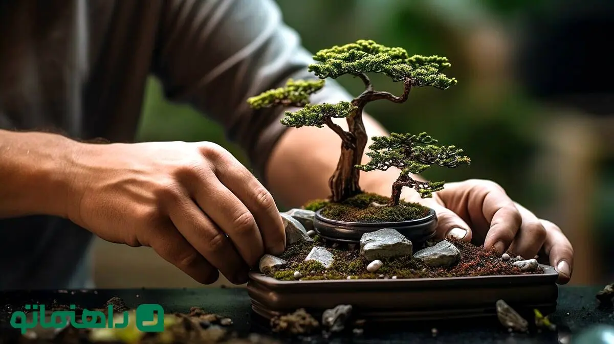 با این گیاهان آپارتمانی، شانس و ثروت را به خانه‌تان بیاورید