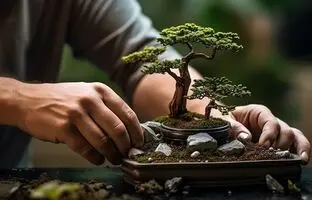 با این گیاهان آپارتمانی، شانس و ثروت را به خانه‌تان بیاورید