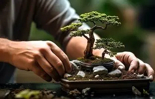 با این گیاهان آپارتمانی، شانس و ثروت را به خانه‌تان بیاورید