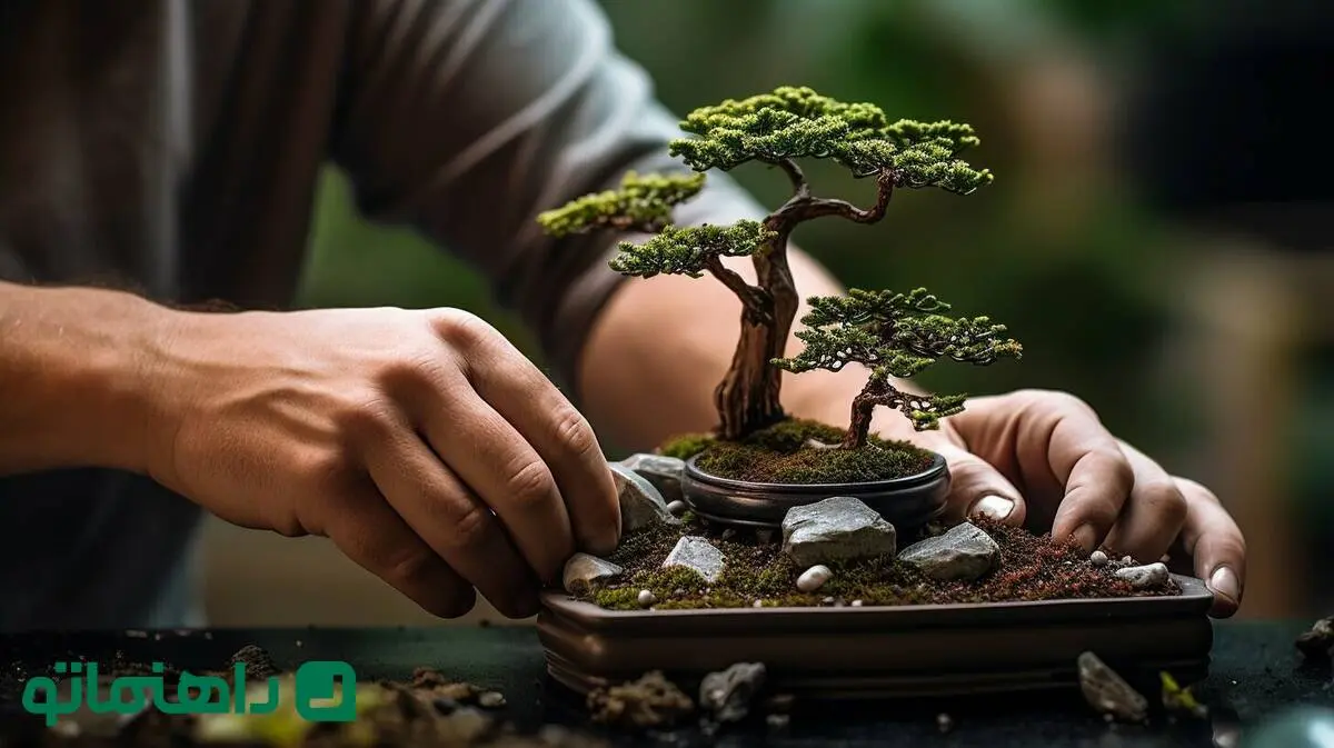 با این گیاهان آپارتمانی، شانس و ثروت را به خانه‌تان بیاورید