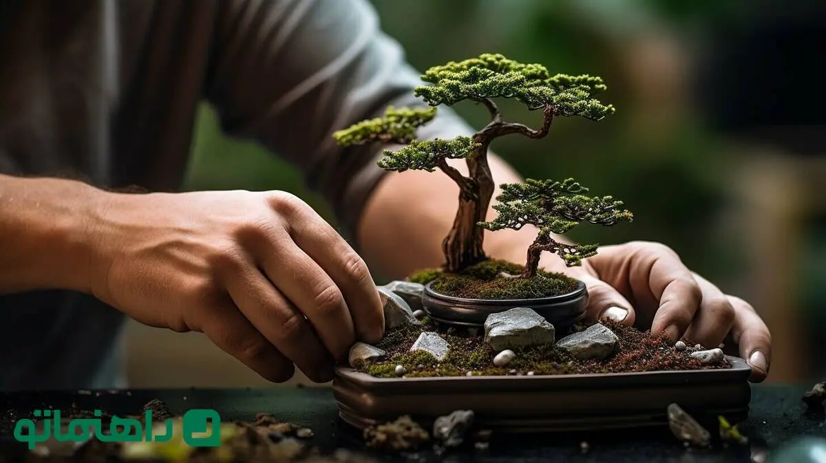 با این گیاهان آپارتمانی، شانس و ثروت را به خانه‌تان بیاورید