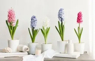 ویژگی‌های گل سنبل با دوام و با کیفیت برای سفره هفت سین ؛ نگهداری و نحوه کاشت سنبل در گلدان چگونه است ؟