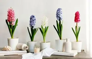 ویژگی‌های گل سنبل با دوام و با کیفیت برای سفره هفت سین ؛ نگهداری و نحوه کاشت سنبل در گلدان چگونه است ؟