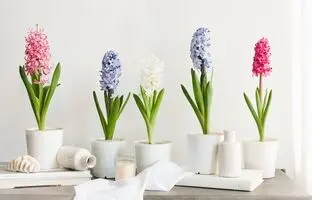 ویژگی‌های گل سنبل با دوام و با کیفیت برای سفره هفت سین ؛ نگهداری و نحوه کاشت سنبل در گلدان چگونه است ؟