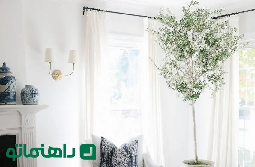 نحوه نگهداری درخت زیتون در آپارتمان ؛ میراث آتنا، خدای حکمت، در خانه