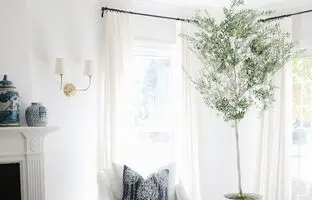 نحوه نگهداری درخت زیتون در آپارتمان ؛ میراث آتنا، خدای حکمت، در خانه