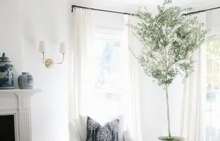 نحوه نگهداری درخت زیتون در آپارتمان ؛ میراث آتنا، خدای حکمت، در خانه