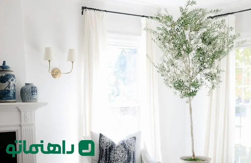 نحوه نگهداری درخت زیتون در آپارتمان ؛ میراث آتنا، خدای حکمت، در خانه