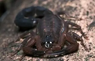 درمان سرطان با زهر عقرب برزیلی