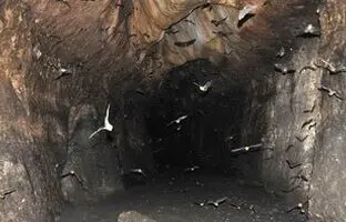 کروکودیل کوتوله نارنجی، شکارچی پنهان در تاریکی