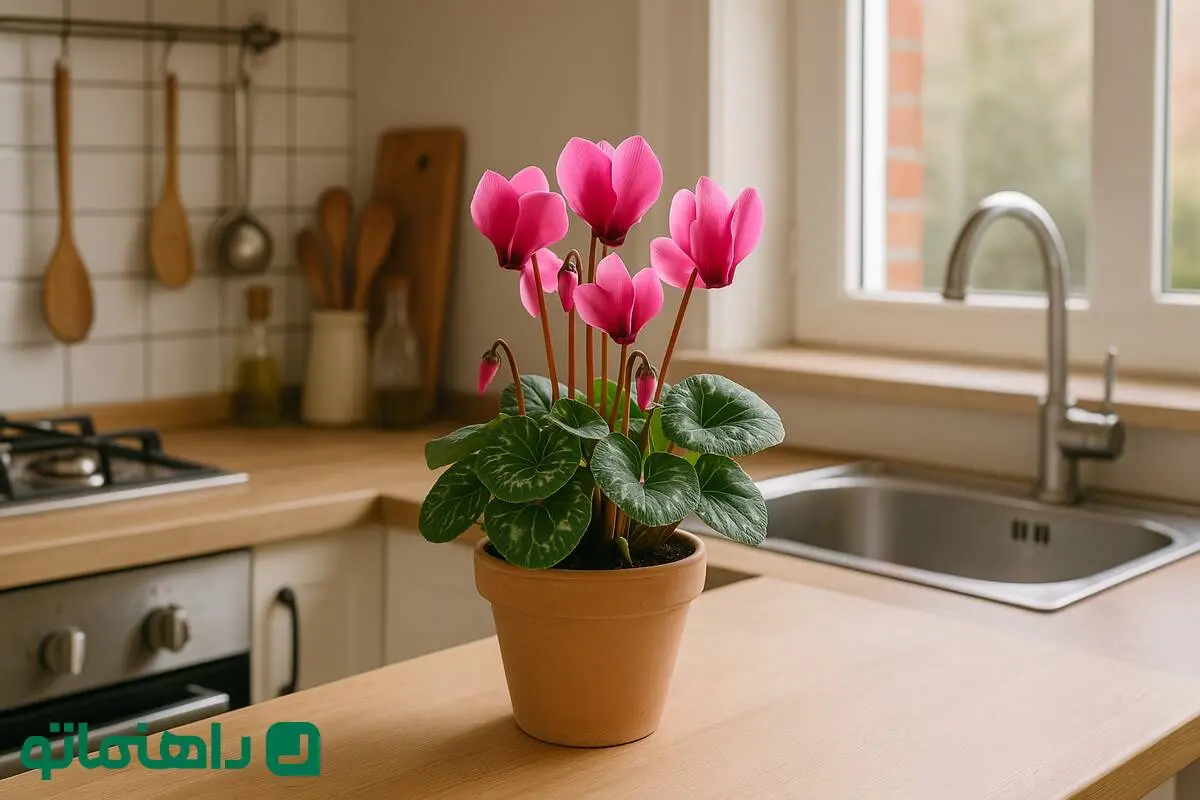 گل‌های بهاری 1404: سیکلامن، به آشپزخانه‌ات عطر بهاری می‌بخشد