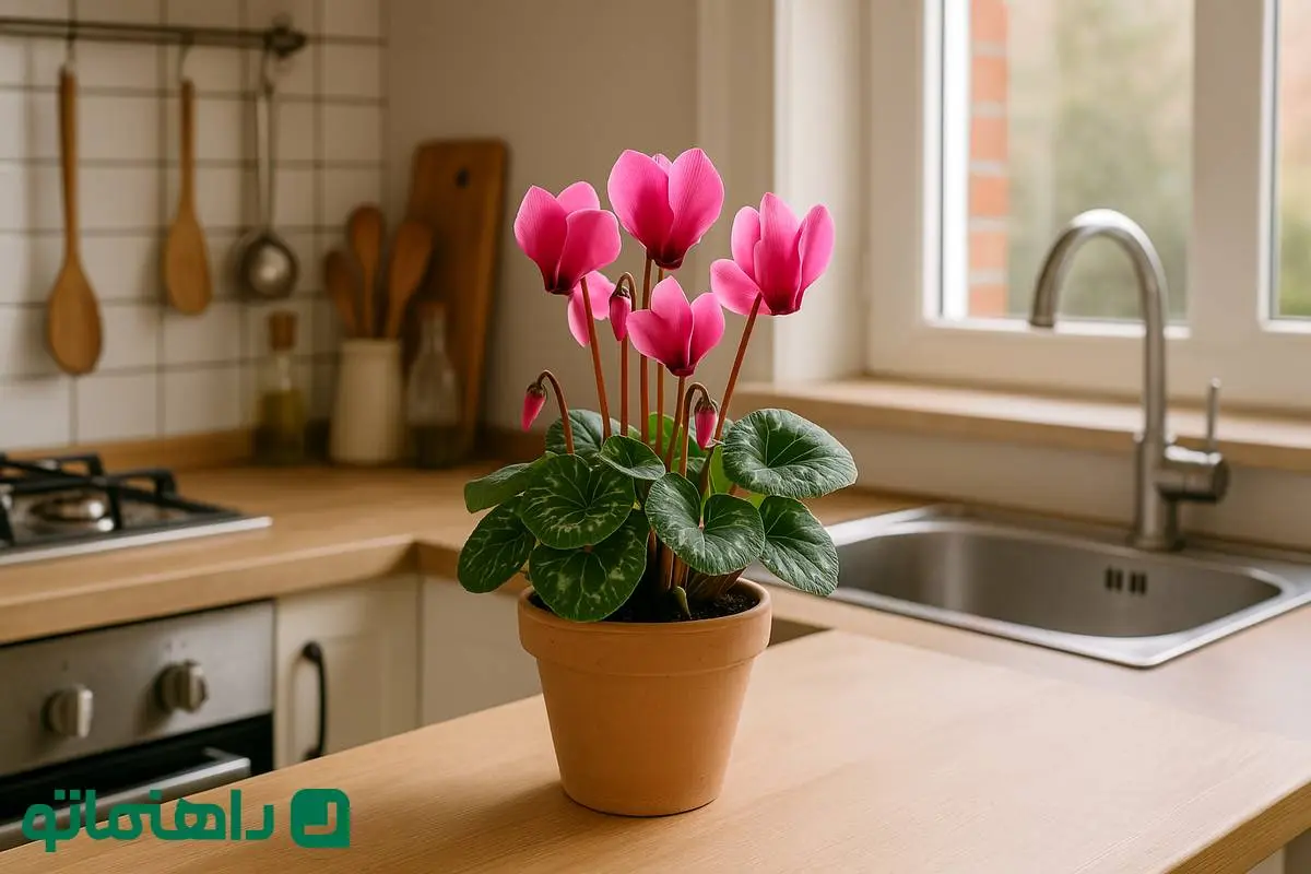 گل‌های بهاری 1404: سیکلامن، به آشپزخانه‌ات عطر بهاری می‌بخشد