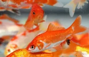 مسافری از چین؛ چگونه «ماهی قرمز کوچولو» به محیط زیست آسیب می‌زند؟
