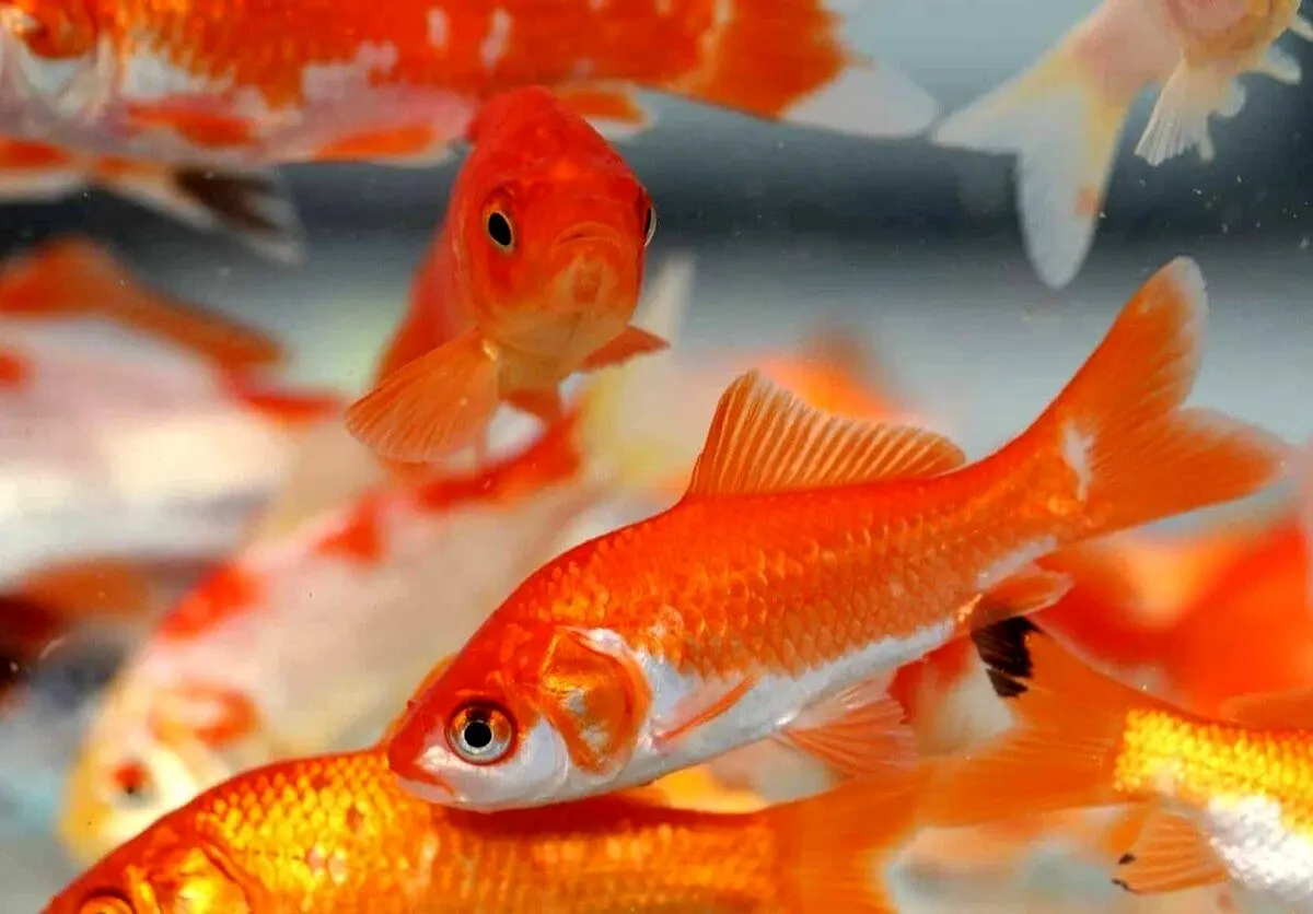 مسافری از چین؛ چگونه «ماهی قرمز کوچولو» به محیط زیست آسیب می‌زند؟