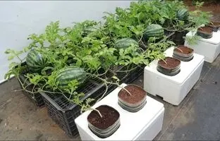 ایده جالب و ساده برای کاشت و برداشت هندوانه در فوم + ویدئو