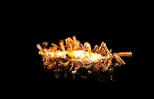 کرم ابریشمی که مثل عنکبوت حشره می خورد / با کلکسیونر استخوان آشنا شوید + ویدئو