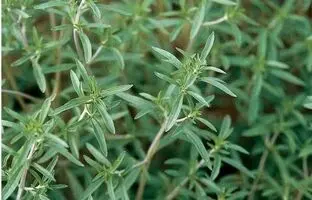 خواص مرزه چیست؟ گیاهی که باید در رژیم غذایی روزانه شما باشد!
