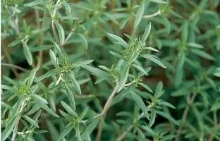 خواص مرزه چیست؟ گیاهی که باید در رژیم غذایی روزانه شما باشد!
