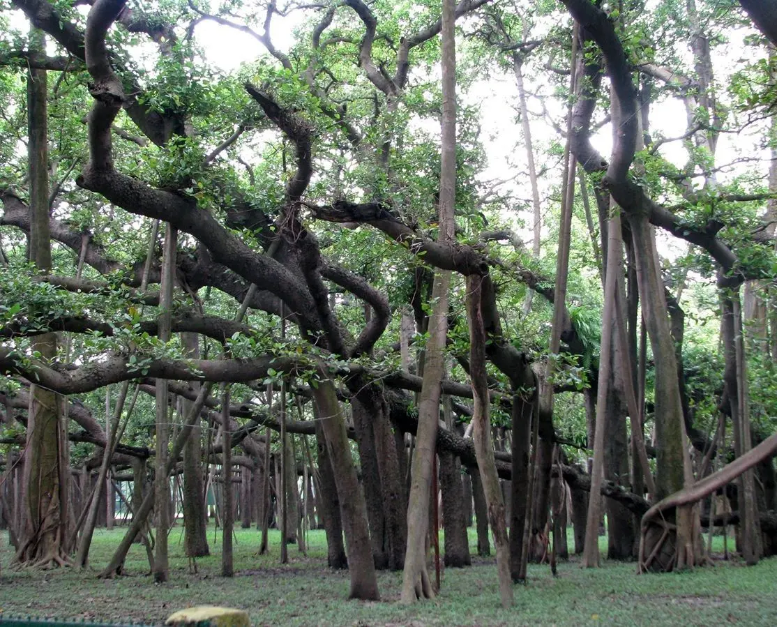  درخت انجیر شگفت‌انگیزی که «سایه‌دارترین» گیاه جهان است 