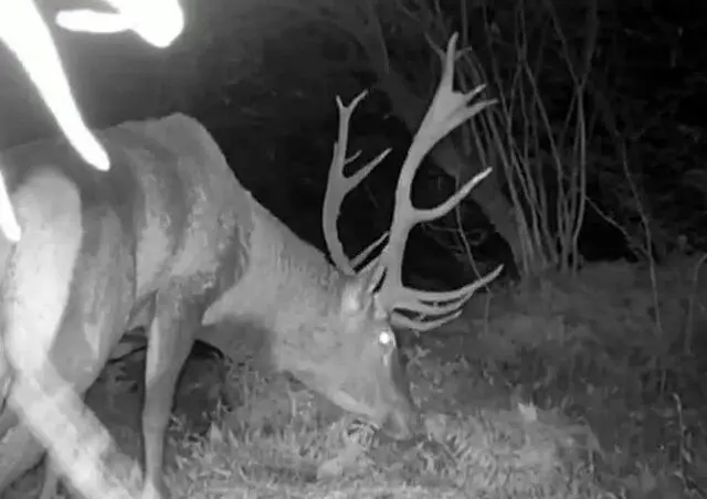 بزرگترین مرال نر جنگل‌های هیرکانی شکار دوربین شد + ویدئو
