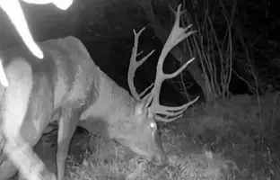 بزرگترین مرال نر جنگل‌های هیرکانی شکار دوربین شد + ویدئو
