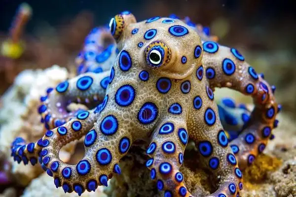  زیباترین اختاپوس جهان که یکی از کشنده‌ترین جانوران اقیانوس است 